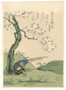 Komatsuya Hyakki/Selected Masterpieces of Ukiyo-e Flowers & Birds / Cherry Blossoms and Pheasant【Reproduction】[花鳥名作撰 桜に雉子【復刻版】]