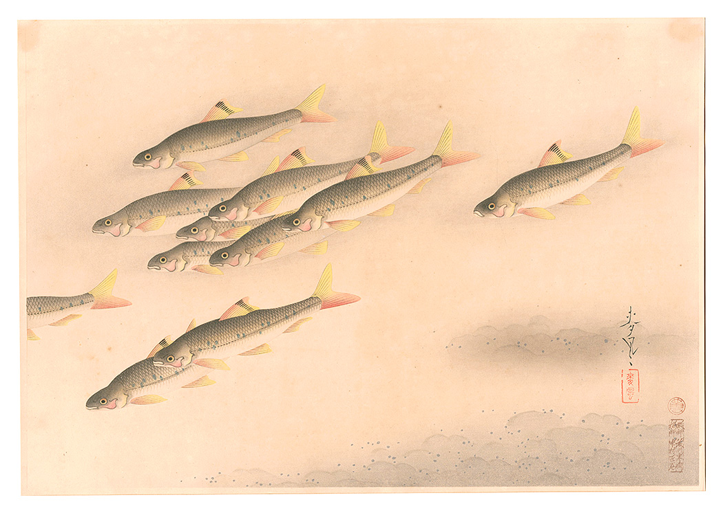 Ono Bakufu “Fish of Japan / No. 9 of Volume 2: Sarcocheilichthys variegatus variegatus”／