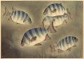 <strong>Ono Bakufu</strong><br>Great Japanese Fish Picture Co......