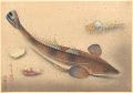 <strong>Ono Bakufu</strong><br>Great Japanese Fish Picture Co......