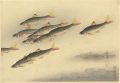 <strong>Ono Bakufu</strong><br>Great Japanese Fish Picture Co......