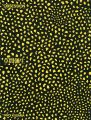 <strong>Exhibition of Yayoi Kusama</strong><br>