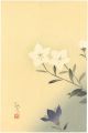 <strong>Yasuda Yukihiko</strong><br>Chinese Bellflower (tentative ......