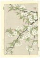 <strong>Kawarazaki Shodo</strong><br>wild cherry blossoms