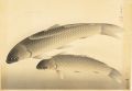 <strong>Ono Bakufu</strong><br>Great Japanese Fish Picture Co......