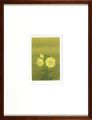 <strong>Shimizu Atsushi</strong><br>Evening primrose