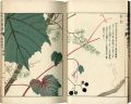 <strong>Illustrated Herbal, Manual of ......</strong><br>岩崎灌園