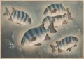 <strong>Ono Bakufu</strong><br>Great Japanese Fish Picture Co......