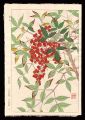 <strong>Kawarazaki Shodo</strong><br>Nandina domestica