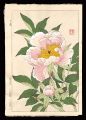 <strong>Kawarazaki Shodo</strong><br>Peony