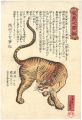 <strong>Yoshiiku</strong><br>General Description of Tiger