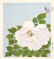 <strong>Tokuriki Tomikichiro</strong><br>A White Camellia (tentative ti......