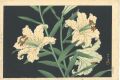 <strong>Kawase Hasui</strong><br>Golden-banded Lillies