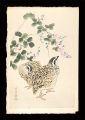 <strong>Kotozuka Eiichi</strong><br>Quails and Bush Clover