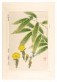 <strong>Kawarazaki Shodo</strong><br>Floral Calendar of Japan / Ado......