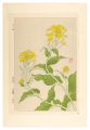 <strong>Kawarazaki Shodo</strong><br>Floral Calendar of Japan / Col......