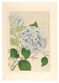 <strong>Kawarazaki Shodo</strong><br>Floral Calendar of Japan / Hyd......