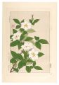 <strong>Kawarazaki Shodo</strong><br>Floral Calendar of Japan / Gar......