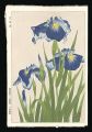 <strong>Kawarazaki Shodo</strong><br>Japanese Iris