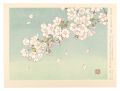 <strong>Okawara Noriko</strong><br>Spring in Full Bloom
