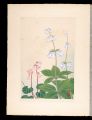 <strong>Inoue Masaharu</strong><br>Japanese Alpine Plants / Ladyb......