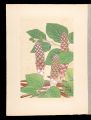 <strong>Inoue Masaharu</strong><br>Japanese Alpine Plants / Bosch......