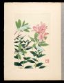 <strong>Inoue Masaharu</strong><br>Japanese Alpine Plants / Litho......