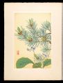 <strong>Inoue Masaharu</strong><br>Japanese Alpine Plants / Conan......