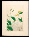 <strong>Inoue Masaharu</strong><br>Japanese Alpine Plants / Fescu......