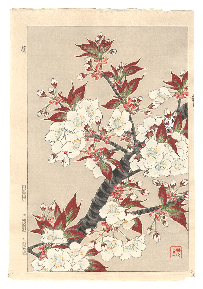 Kawarazaki Shodo “Floral Calendar of Japan / Cherry Blossom”／