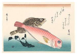 Hiroshige I/A Series of Fish Subjects / Tilefish, Moio and Horseradish(Wasabi)【Reproduction】[魚づくし　あまだい・藻魚にわさび【復刻版】]