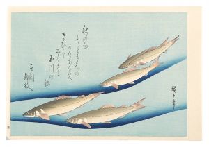 Hiroshige I/A Series of Fish Subjects / Sweetfish(Ayu)【Reproduction】[魚づくし　鮎【復刻版】]