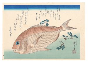 Hiroshige I/A Series of Fish Subjects / Sea bream and Japanese pepper【Reproduction】[魚づくし　鯛に山椒【復刻版】]