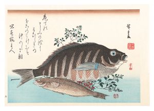 Hiroshige I/A Series of Fish Subjects / Barred knifejaw, Greenling and Heavenly bamboo【Reproduction】[魚づくし　しまだい・あいなめに南天【復刻版】]