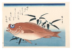 Hiroshige I/A Series of Fish Subjects / Goby and Bamboo grass【Reproduction】[魚づくし　赤魚に笹葉【復刻版】]