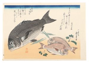 Hiroshige I/A Series of Fish Subjects / Black sea bream, Small sea bream and Japanese pepper【Reproduction】[魚づくし　黒鯛・小鯛に山椒【復刻版】]