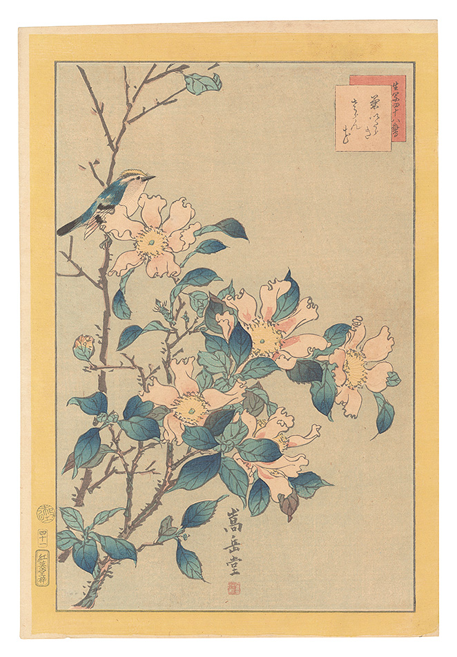 Sugakudo “Forty-eight Hawks Drawn from Life / No. 41: Goldcrest and Camellia”／